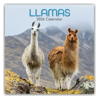 Encyklopedie Llamas - Lamas 2026 - 16-Monatskalender - Gifted Stationery Co. Ltd