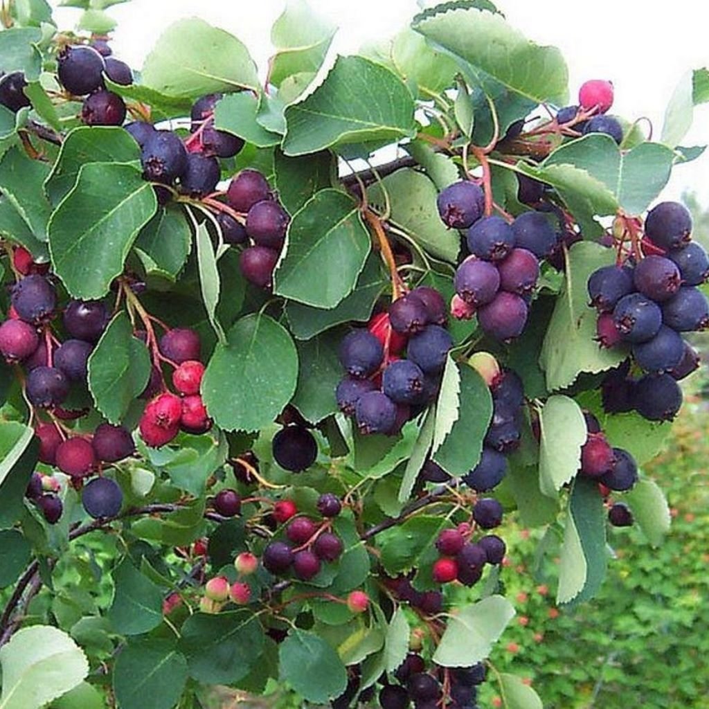 Zahradictví Franc Amelanchier alnifolia Thiessen Velikost kontejneru: 5 L, Velikost sazenice: 50/60 cm, Popis a tvar sazenice: sestřiženo muchovník olšolistý
