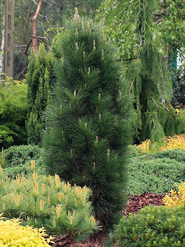 Pinus nigra Green Tower Velikost kontejneru: 1,5 L, Velikost sazenice: 25/30 cm borovice černá