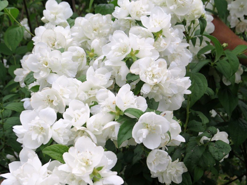 Philadelphus x hybr. Virginal Velikost kontejneru: 2,5 L, Velikost sazenice: 30/40 cm pustoryl plnokvětý, nepravý jasmín