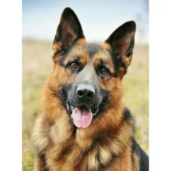 Diamantové malování Norimpex Německý ovčák 30 × 40 cm