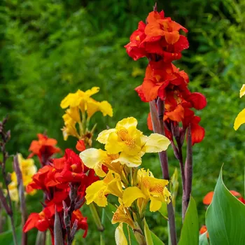 Semeno Směs dosen - Canna mix - hlízy dosny - 5 ks