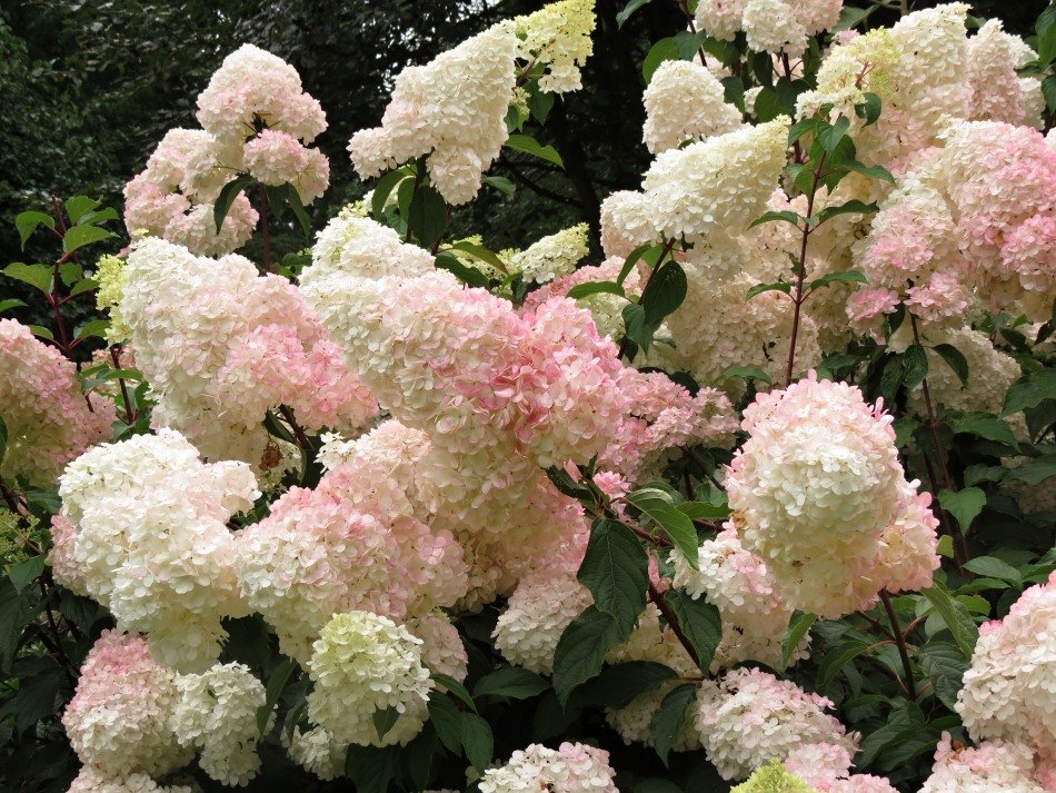 Zahradnictví Franc KŽ Hydrangea paniculata Vanillle Fraise (c) Velikost kontejneru: 2,5 L, Velikost sazenice: 30/40 cm hortenzie latnatá
