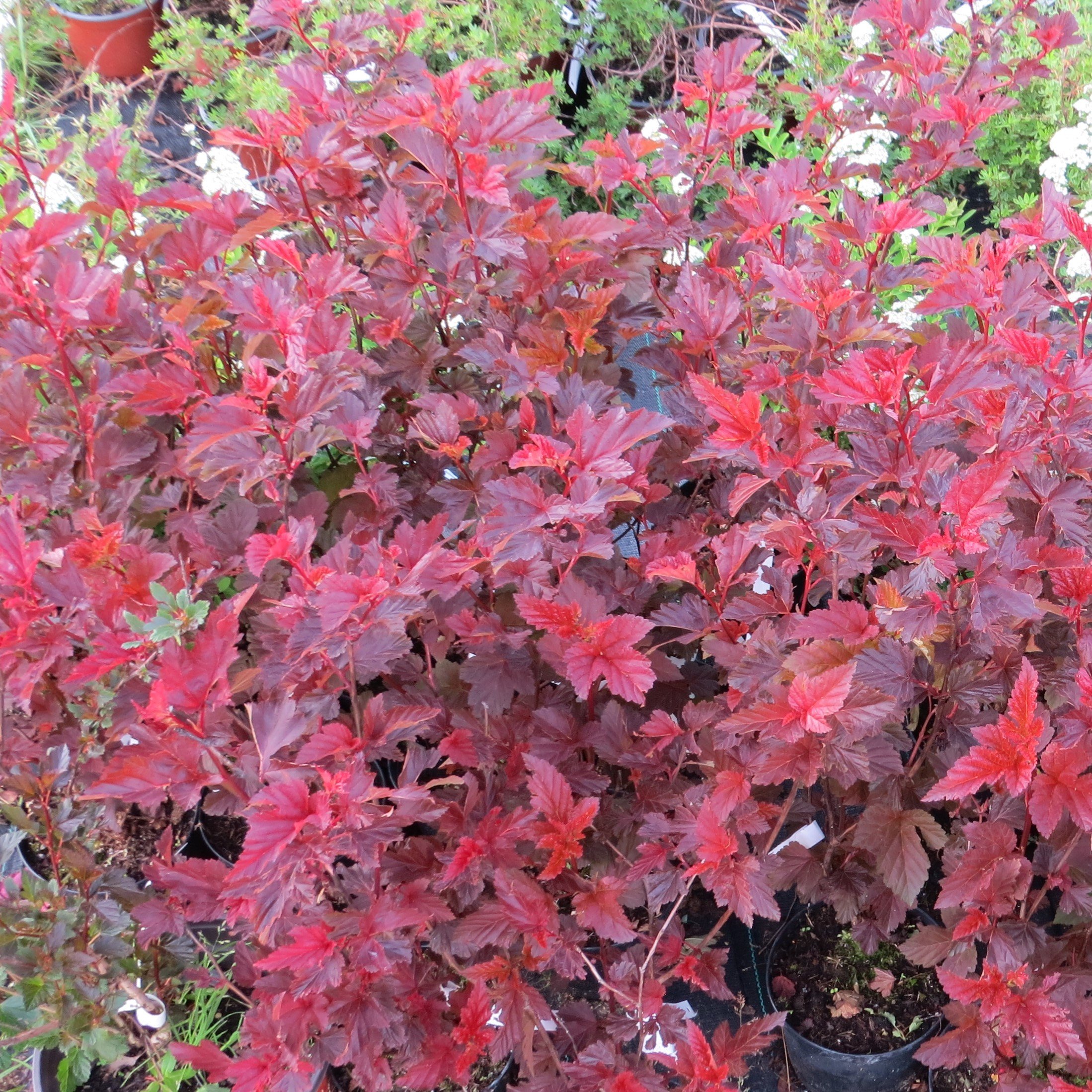 Physocarpus opulifolius Andre Velikost kontejneru: 2 L, Velikost sazenice: 30/40 cm tavola kalinolistá - červenolistá