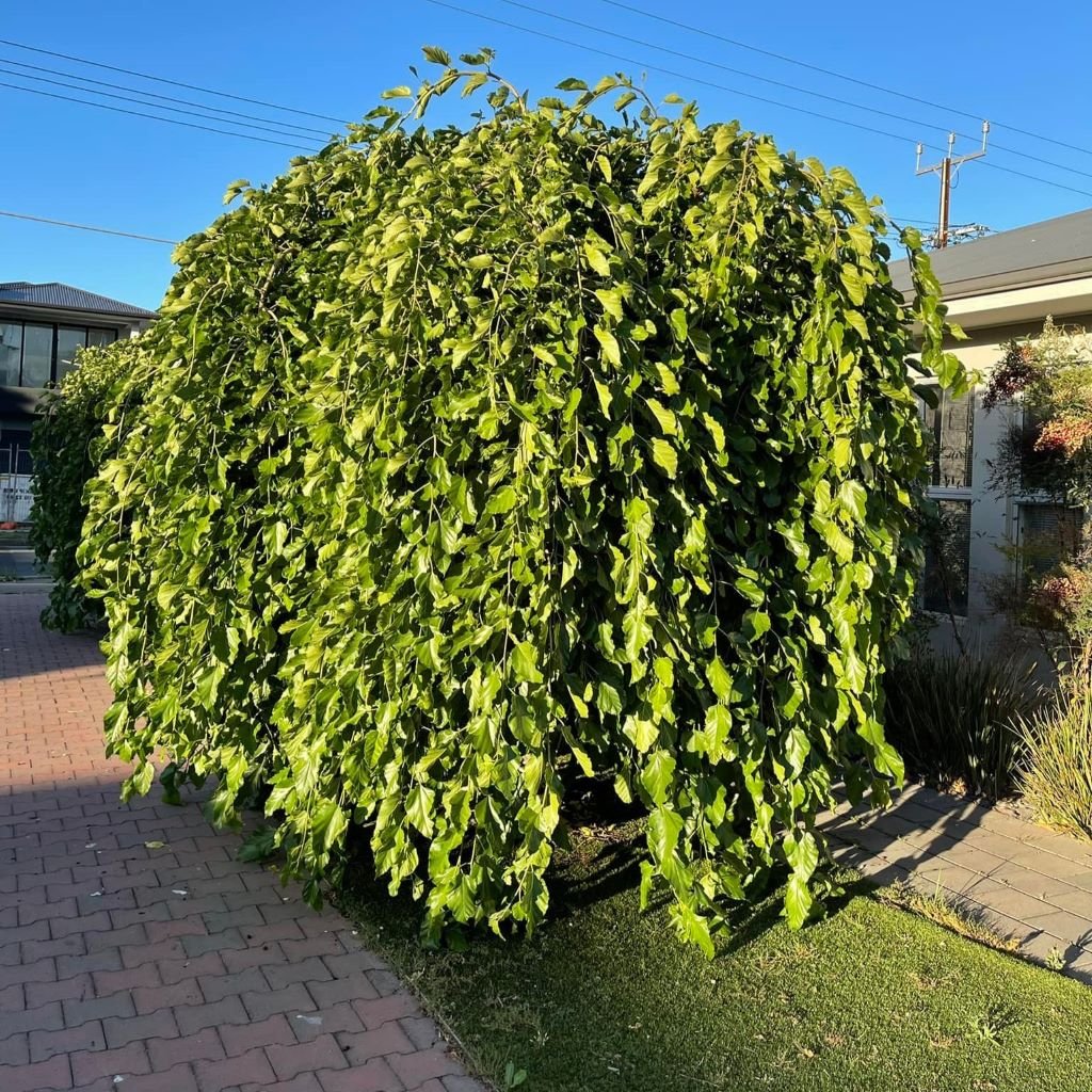 Zahradictví Franc Morus alba Pendula Velikost kontejneru: 15 L, Velikost sazenice: obvod kmínku 6-8 cm, Popis a tvar sazenice: kmínek 180 cm Morušovník bílý, převislý, moruše