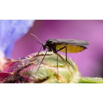 Odpuzovač zvířat Alginátové kapsle proti smutnicím a larvám třásněnek - Nemaplus depot