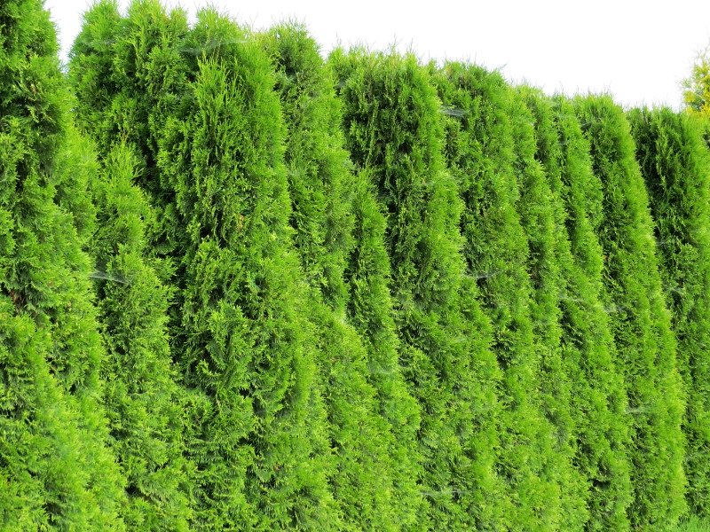 Thuja occidentalis Smaragd Velikost kontejneru: 5 L, Velikost sazenice: 60/80 cm zerav západní