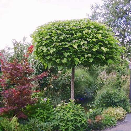 Catalpa bignonioides Nana Velikost kontejneru: 60 L, Velikost sazenice: obvod kmínku 6-8 cm, Popis a tvar sazenice: kmínek 180 cm katalpa zakrslá, kulovitá