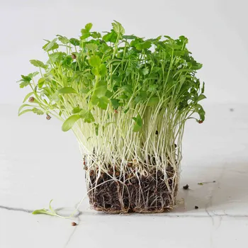 Fóliovník Tiny Greens Koriandr - BIO semínka na klíčení a microgreens Množství: 50g