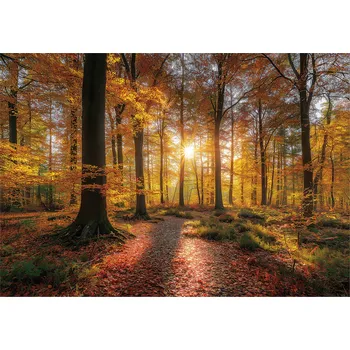 Fototapeta FOTOTAPETA LES STROMY PŘÍRODA LOŽNICE OBÝVACÍ POKOJ TAPETA VLIESOVÁ 400x280