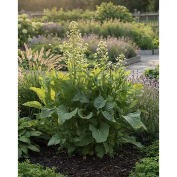 Semeno Křen selský (Armoracia rusticana) 1 ks sazenice