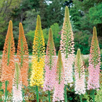 Cibulovina Liliochvostec - Eremurus Směs barev .: 5 ks
