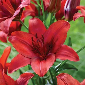 Semeno Lukon Glads Lilie RED HIGHLAND - lilium