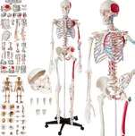 TecTake GmbH 401755 anatomická kostra s označením svalů - bílá