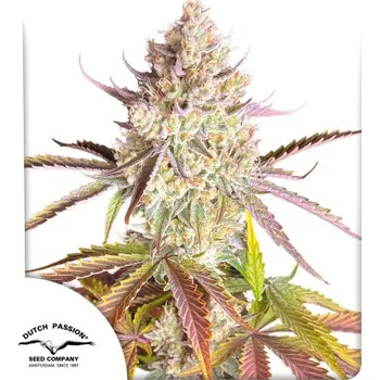 Semeno Dutch Passion Fruit Bomb Punch® Počet ks Feminizované: 1