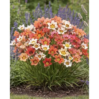 Semeno Mix dřípulek 50 ks