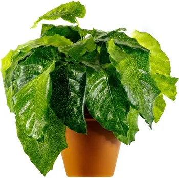 Gardners Calathea Musaica Network, průměr 12 cm Kalatea