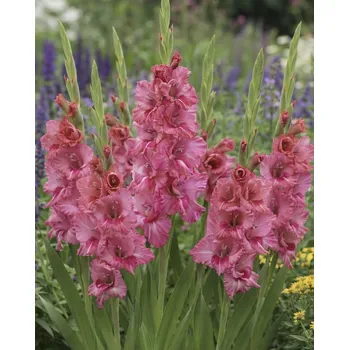 Semeno Mečík 'Kingston Ruffle' 5 ks Velikost cibulí: 12/14