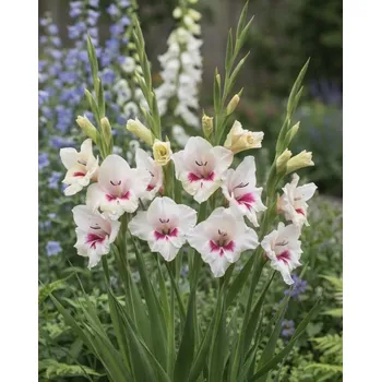 Semeno Mečík nanus 'Carine' 5 ks