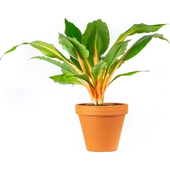 Gardners Chlorophytum Green Orange Pokojová Rostlina