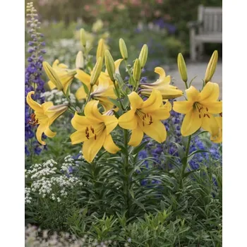 Semeno Lilie 'Golden Splendour' 1 ks