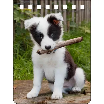 Blok Zápisník 3D - Border Collie A7