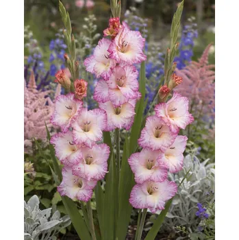 Semeno Mečík 'My Love' 5 ks Velikost cibulí: 10/12