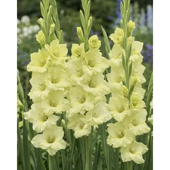 Semeno Mečík 'Prima Verde' 5 ks