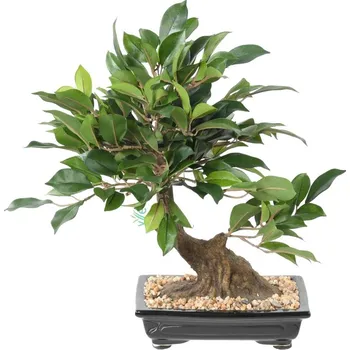 umělá květina Umělá Bonsai Fíkus v misce, 38cm