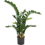Zamioculcas Zamiifolia 66 cm