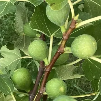 Fík – Ficus carica 'Gustis Ficcolino' - 017A