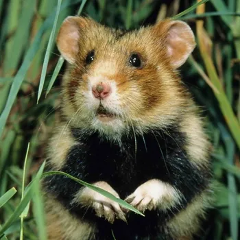 Dekorativní magnet Magnet 3D Křeček