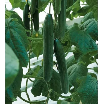 Semeno Okurka salátová Euphya F1 (hadovka, skleníková, bezsemenná, odolná padlí, dlouhá)