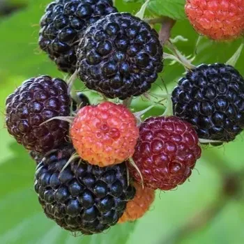 Rubus idaeus - Black Jewel (Malina černá) - 011B