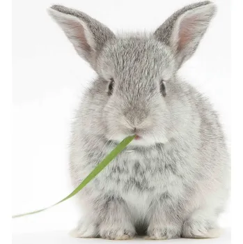 Dekorativní magnet Magnet 3D králík