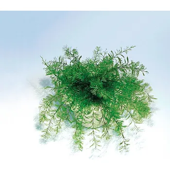 umělá květina 3Pagen Neptunova zázračná rostlina výška rostliny 20 cm, výška květináče 5 cm