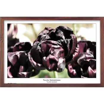 Rám na obraz TRADAG Natura 40 x 60 cm