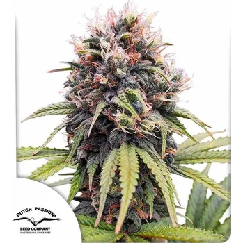 Semeno Dutch Passion | Euforia - 3 ks