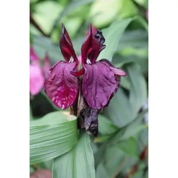 Cibulovina Zázvorek Roscoea Paul Bygrave's Hybrids 1 ks