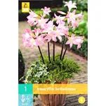 JUB Holland Amarylka spanilá 1 ks