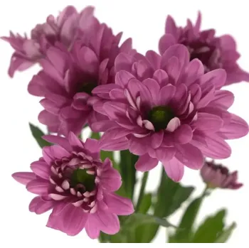 Chryzantéma T PRADA 80g