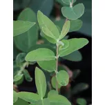 Zimolez kamčatský ´Leningradskij Velikan´ 15-40 cm, H9