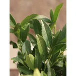 Bobkovišeň lékařská 'Sofia'® 10-20 cm, QP