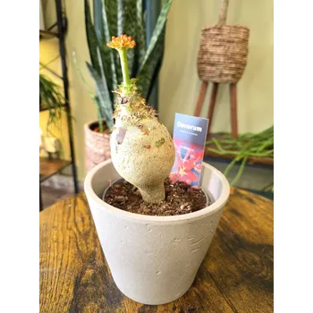 Jatropha Podagrica Orange