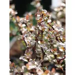 Dřišťál Thunbergův 'Atropurpurea Nana' 10-20 cm, H9