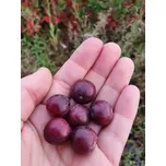 Klikva velkoplodá 'BEN LEAR' 5-20 cm, H9