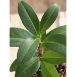 Bobkovišeň lékařská 'Mount Vernon' 10-20 cm, QP