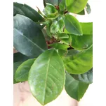 Bobkovišeň lékařská 'Etna'® 10-20 cm, QP