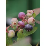 Kanadská borůvka 'Brigitta' - pozdní 15-30 cm, H9