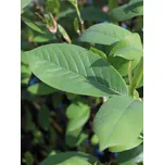 Magnolie 'Star Wars' 60-100 cm, Ko1l